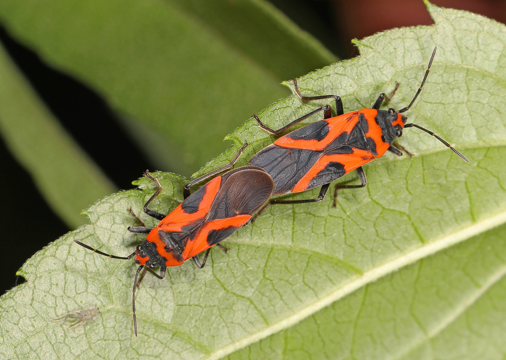 False Milkweed Bug reference
