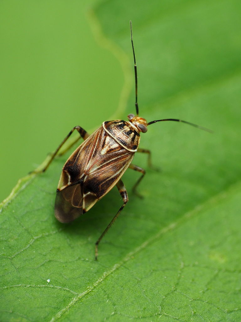 North American Tarnished Plant Bug reference