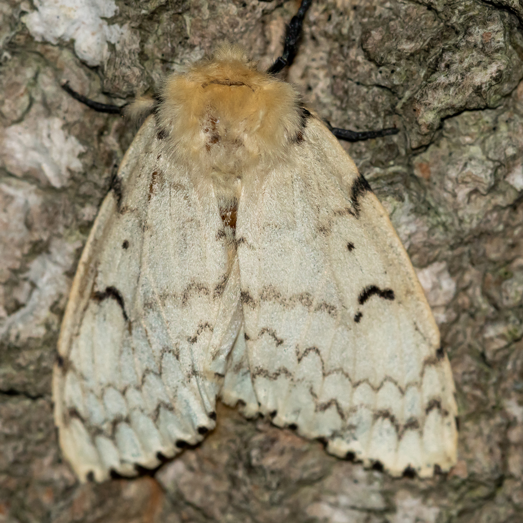 Spongy Moth reference