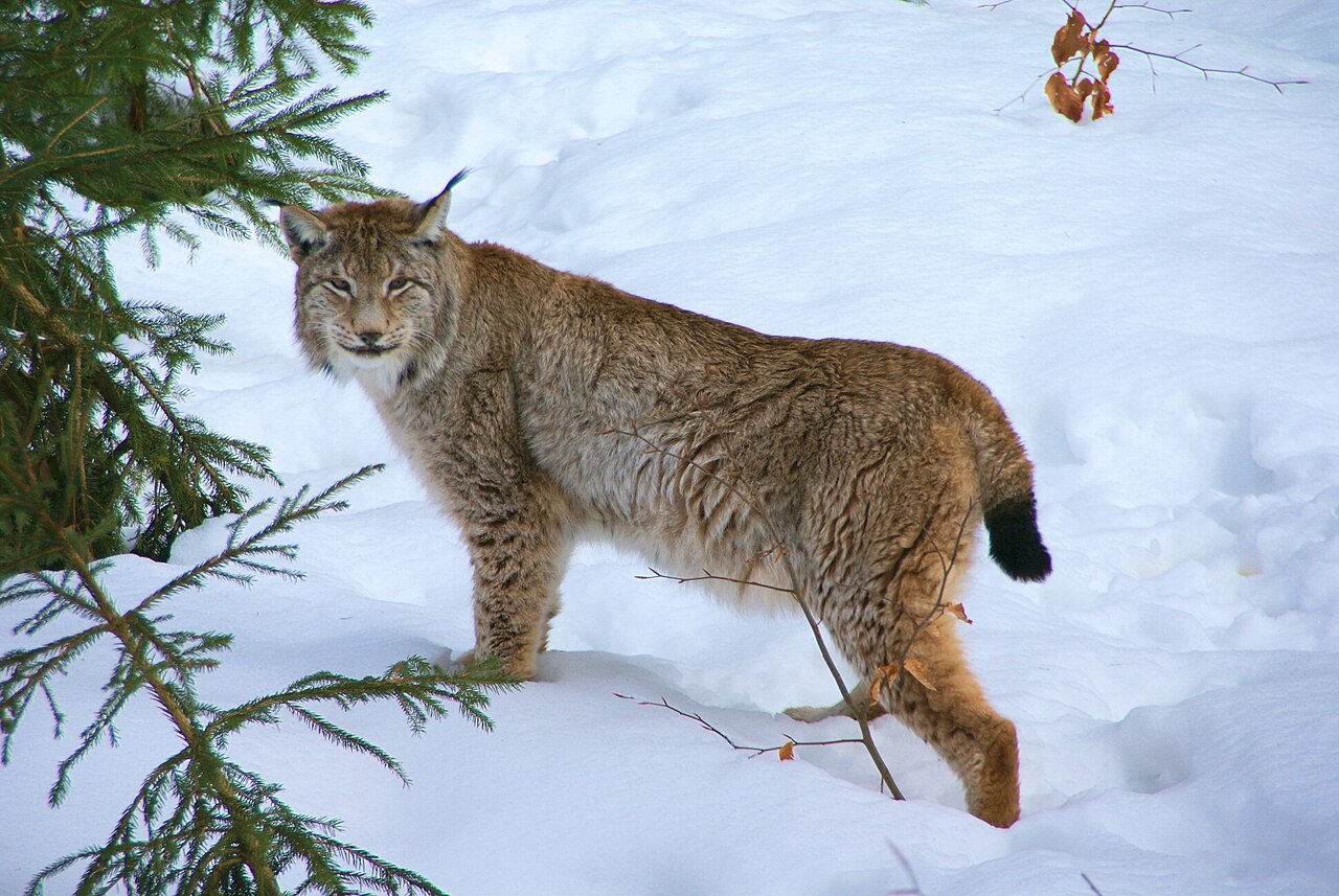 Eurasian Lynx reference