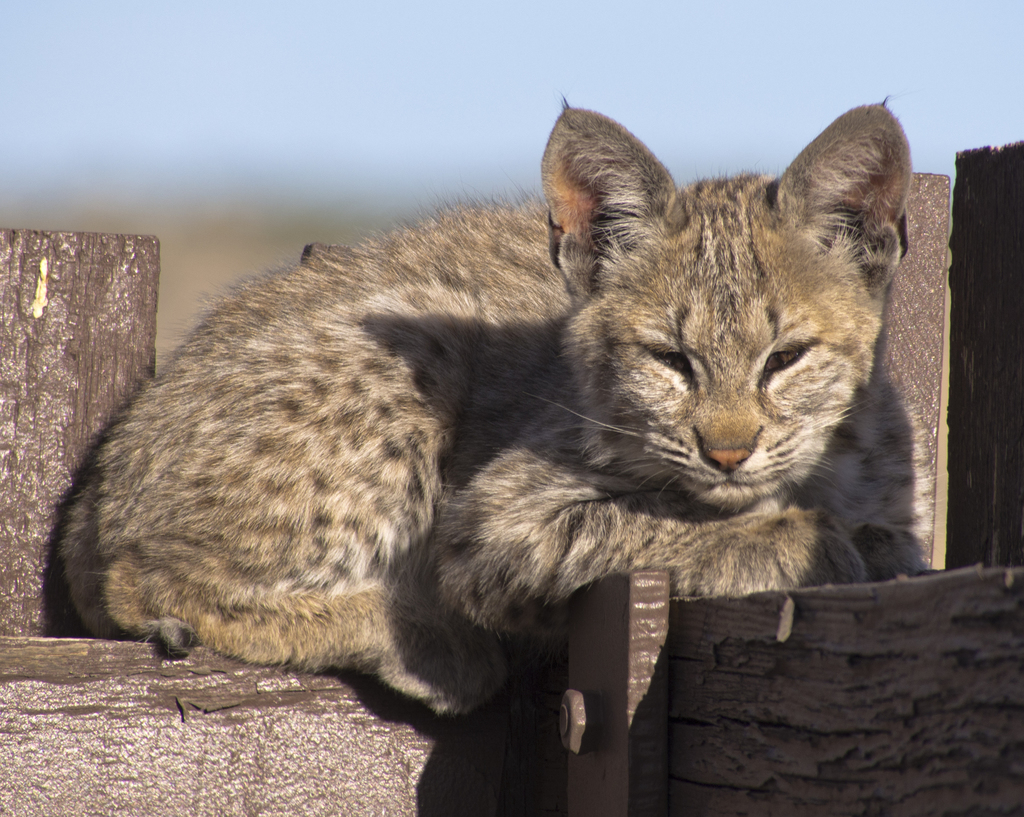 Desert Bobcat reference