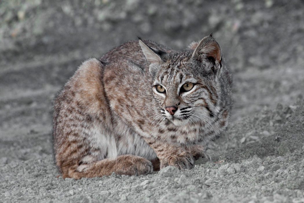 California Bobcat reference