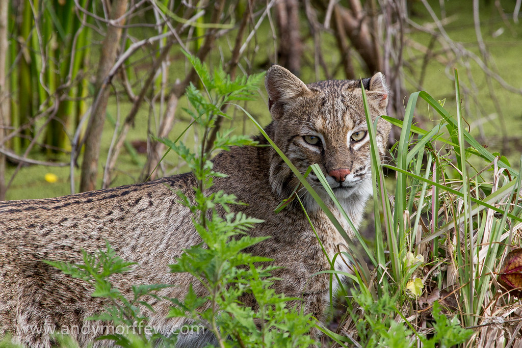 Florida Bobcat reference