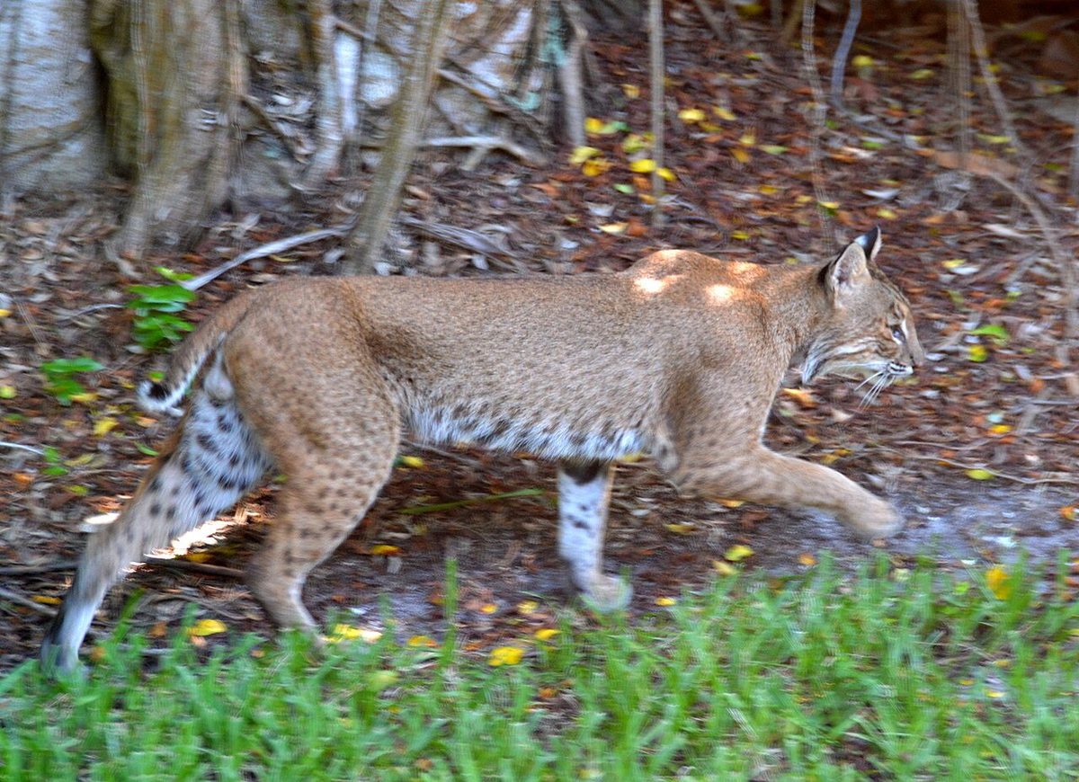Eastern Bobcat reference