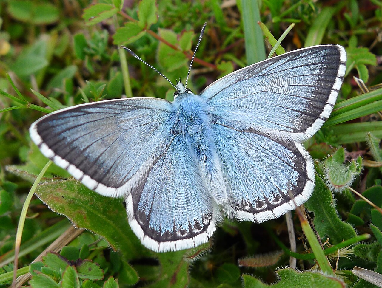 Chalkhill Blue reference