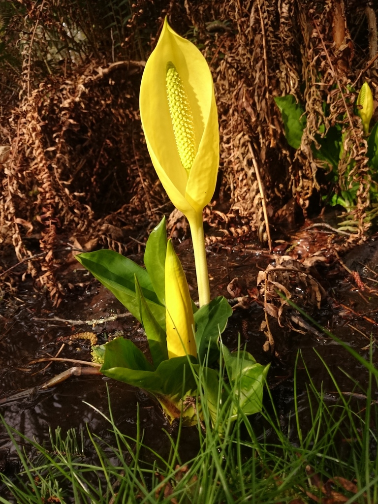 western skunk cabbage reference