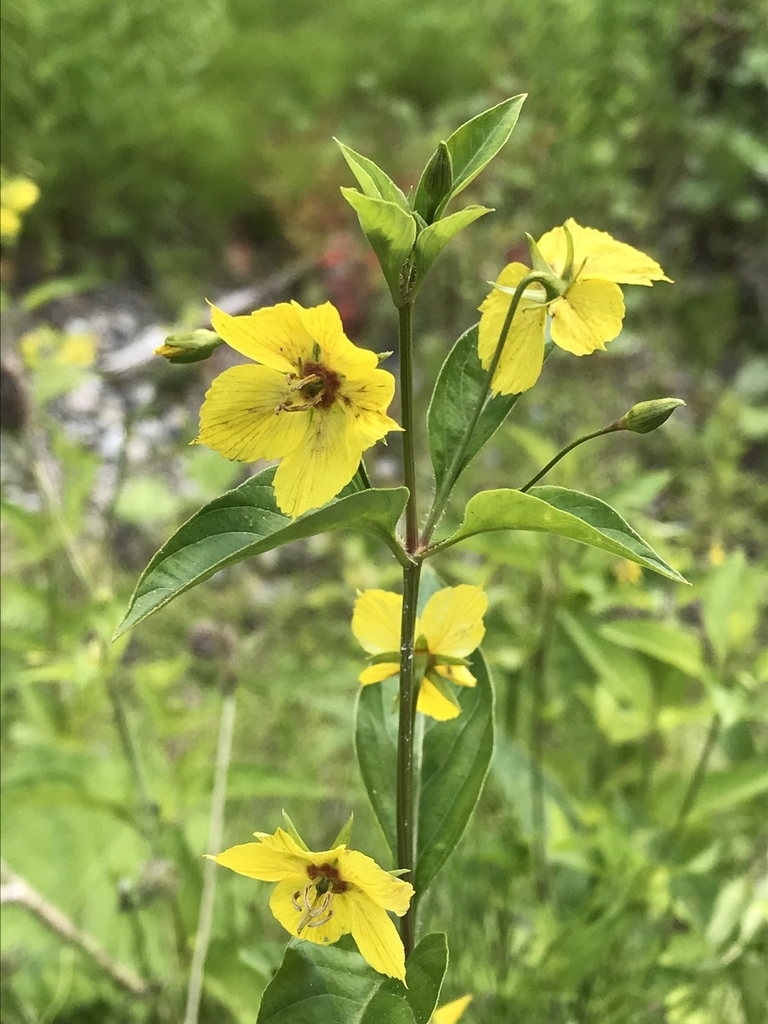 Fringed Loosestrife reference