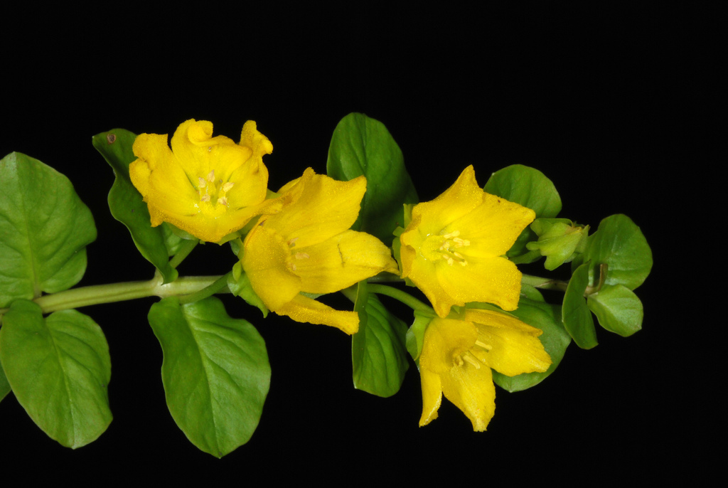 Creeping Jenny reference