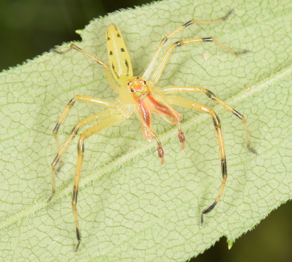 Magnolia Green Jumping Spider reference