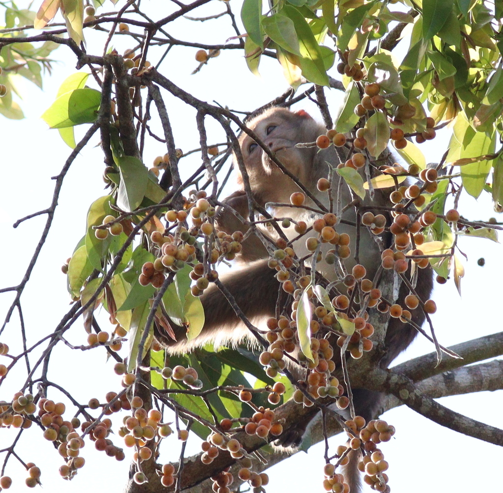 Assam Macaque reference