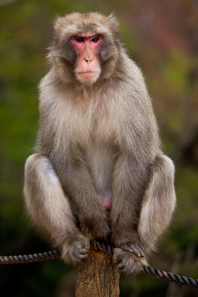 Japanese Macaque reference