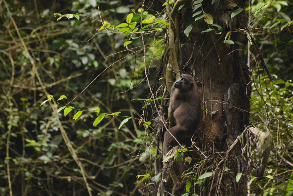 Moor Macaque reference