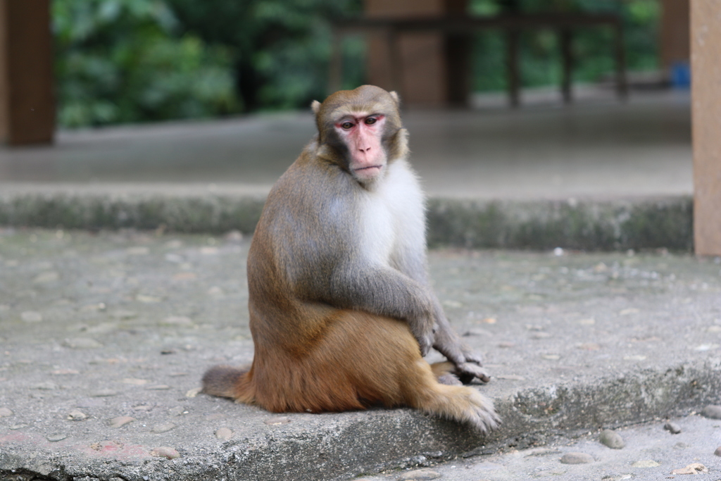 Rhesus Macaque reference