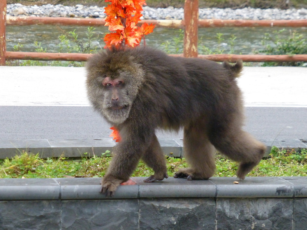 Tibetan Macaque reference