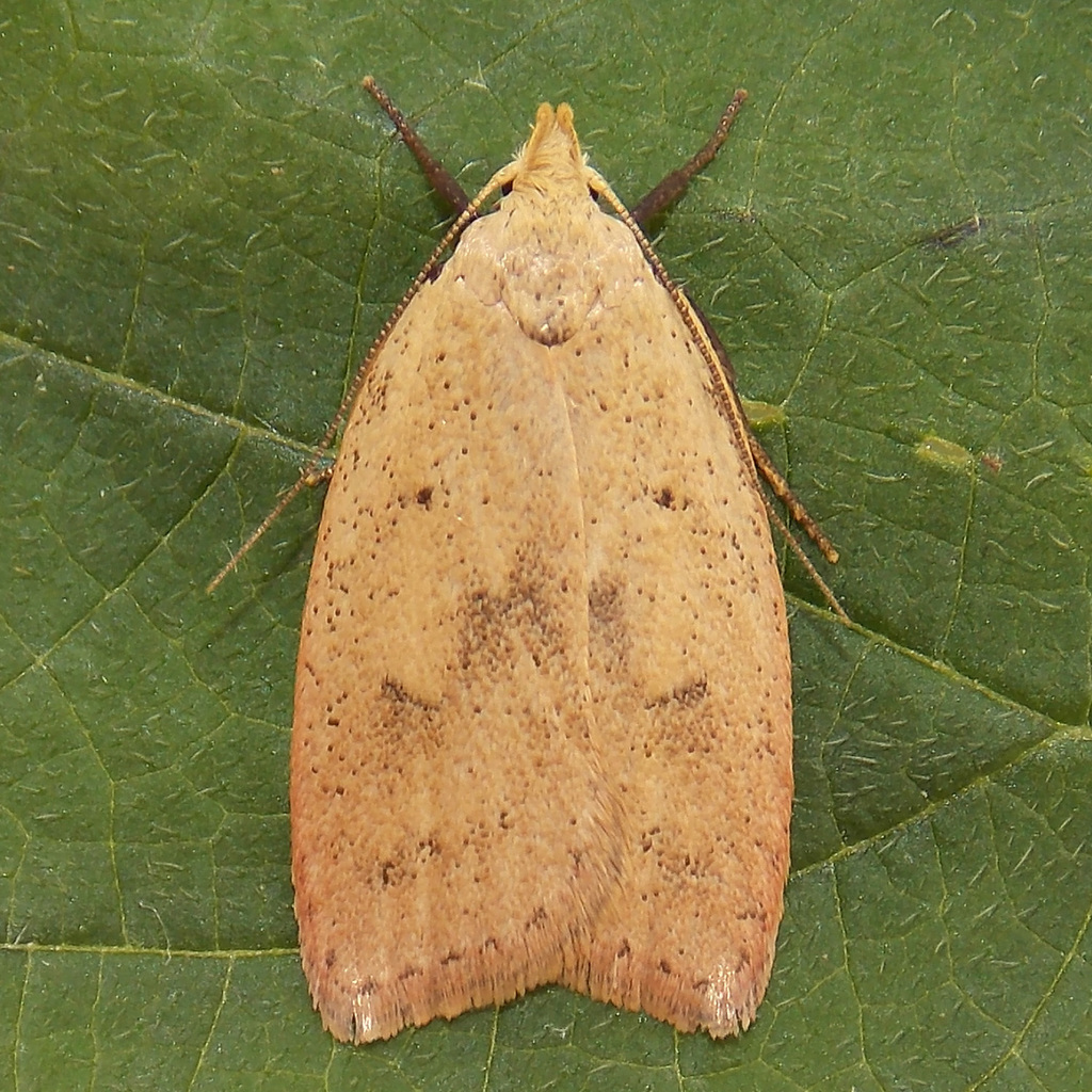 Gold-striped Leaftier Moth reference