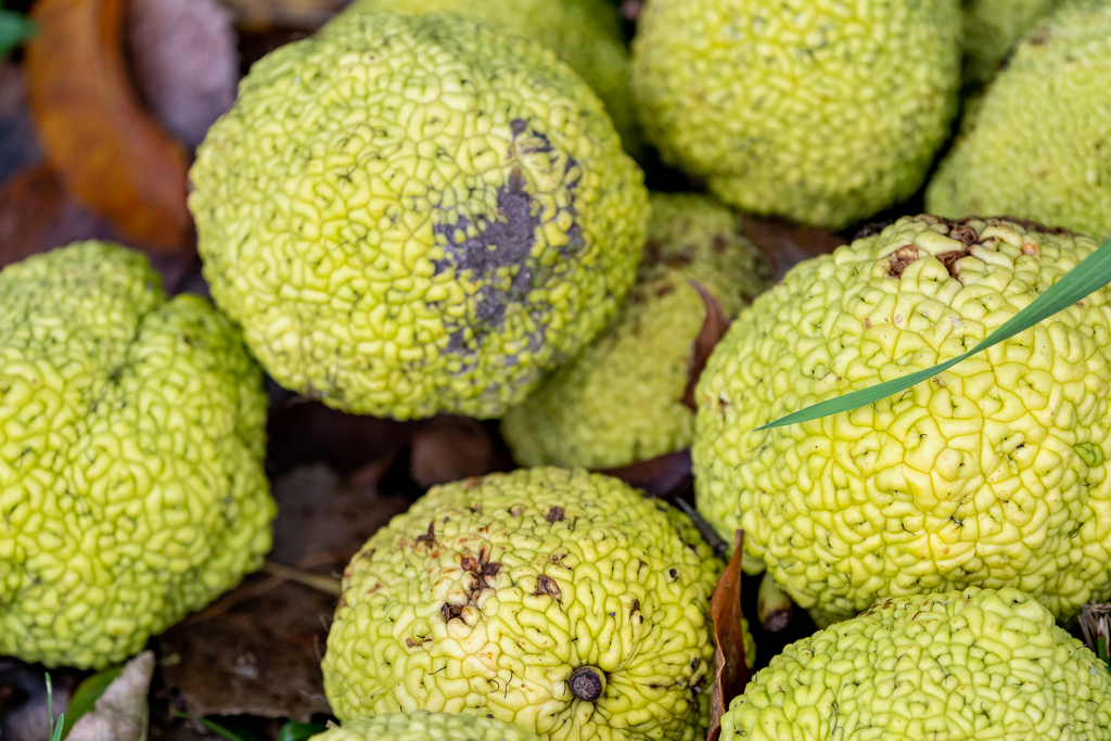 Osage Orange reference