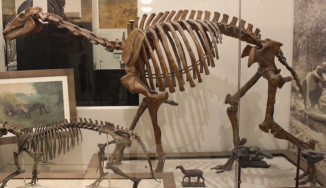 Macrauchenia patachonica reference