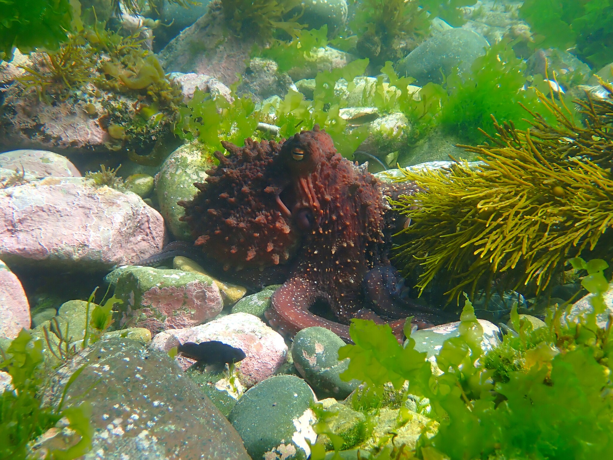 Maori Octopus reference