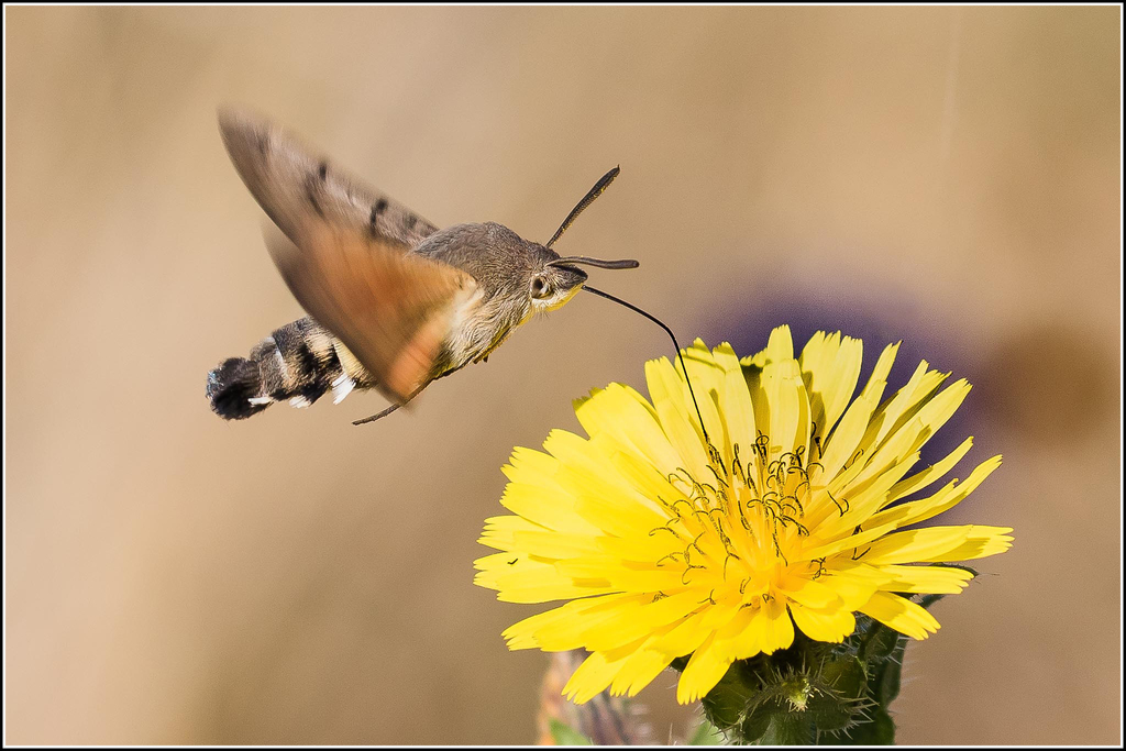 Eurasian Hummingbird Hawkmoth reference