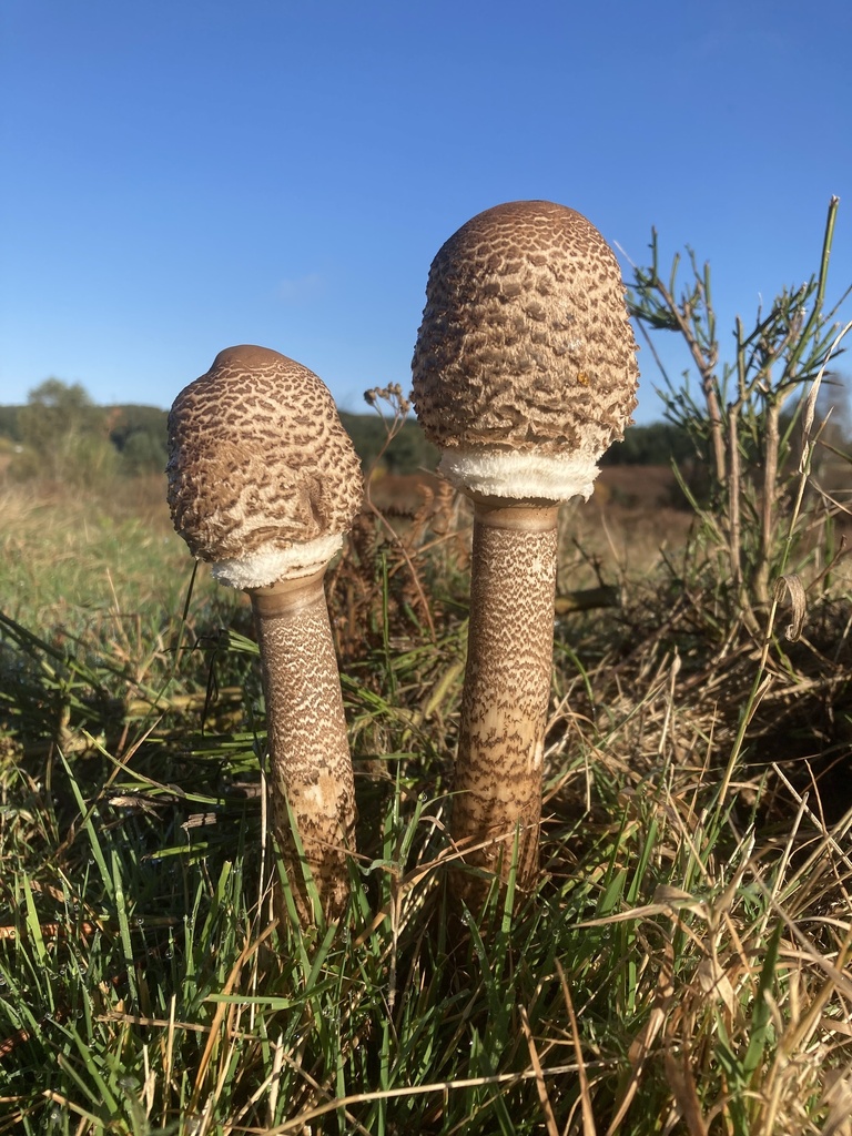 Parasol Mushroom reference