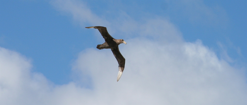 Southern Giant-Petrel reference
