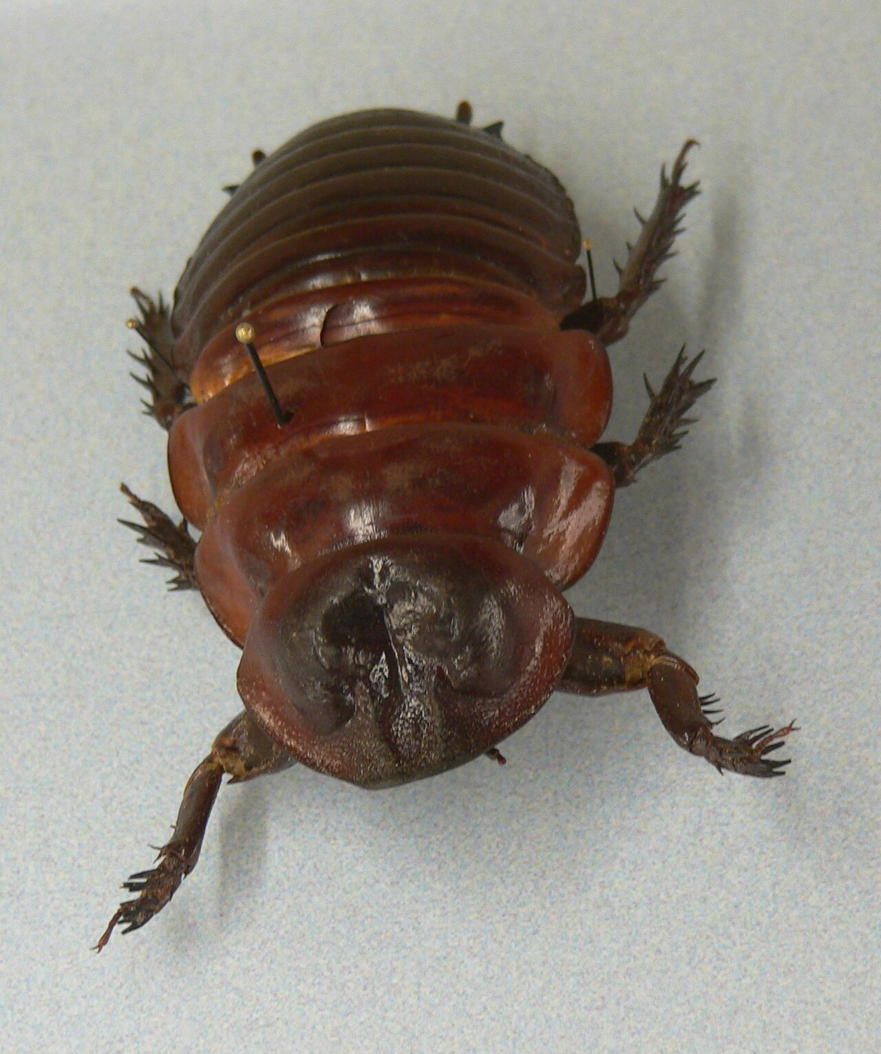 Giant Burrowing Cockroach reference