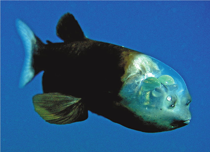 Pacific Barreleye reference
