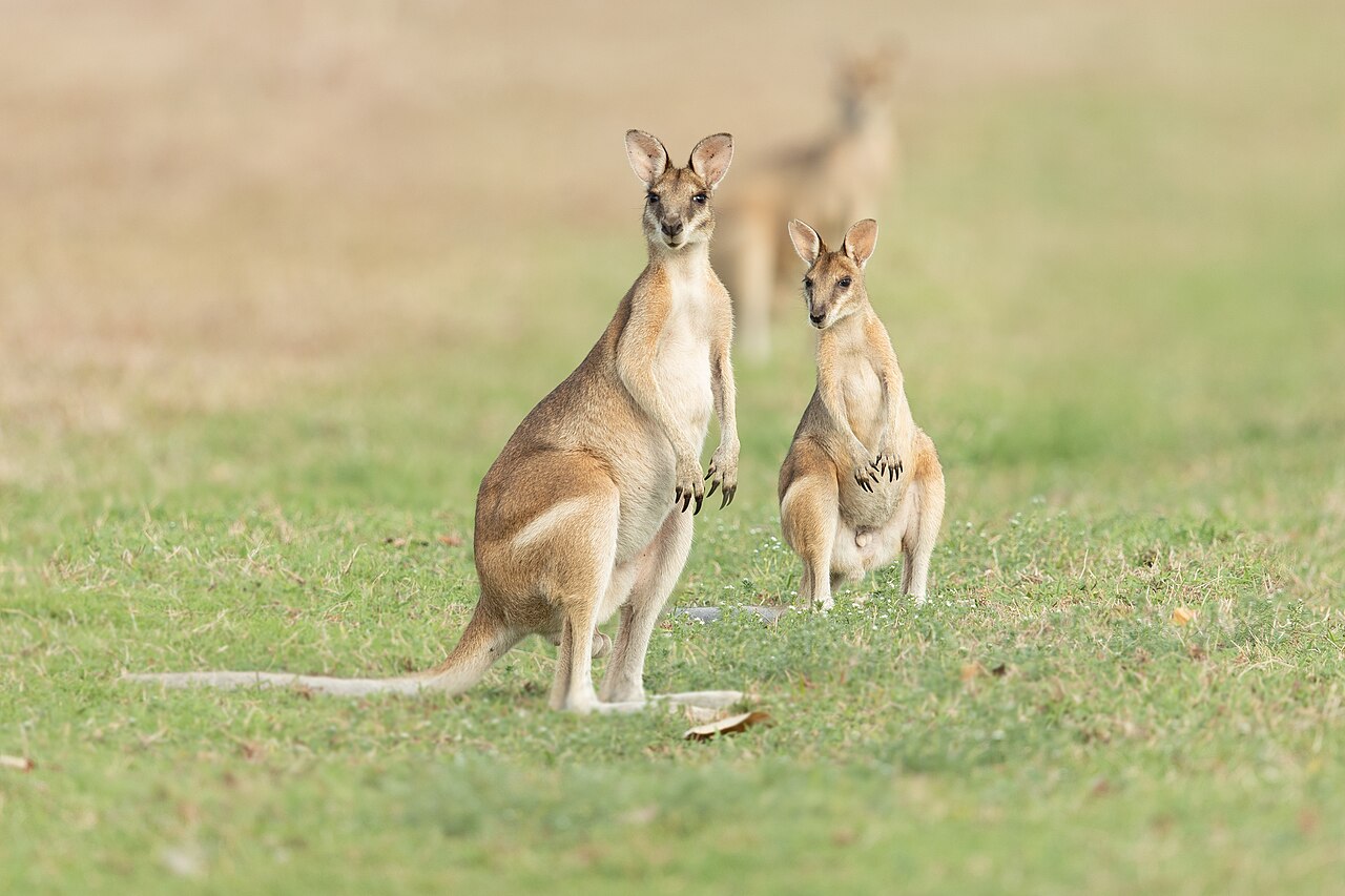 Macropus agilis reference