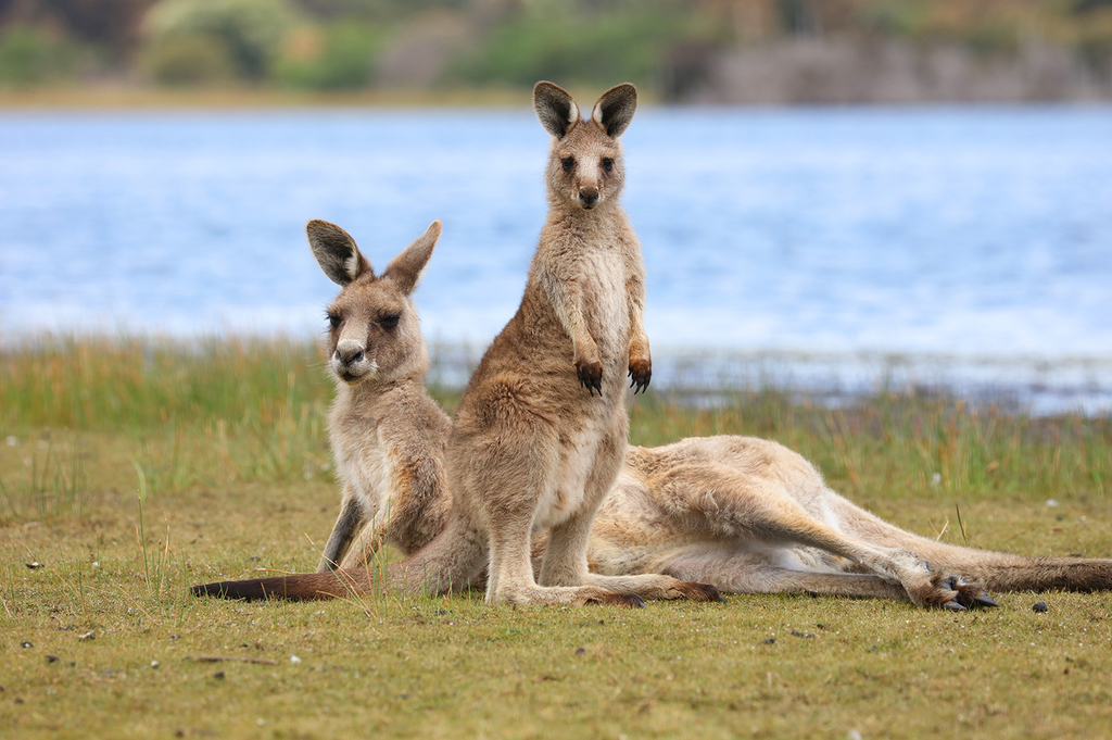 Eastern Grey Kangaroo reference