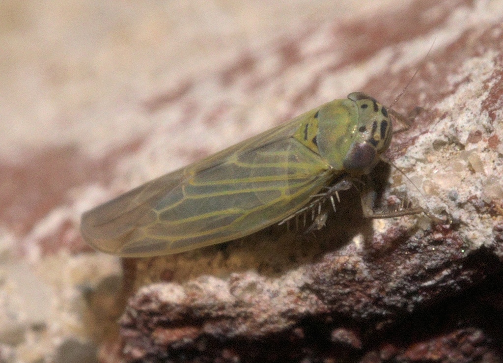 Aster Leafhopper reference