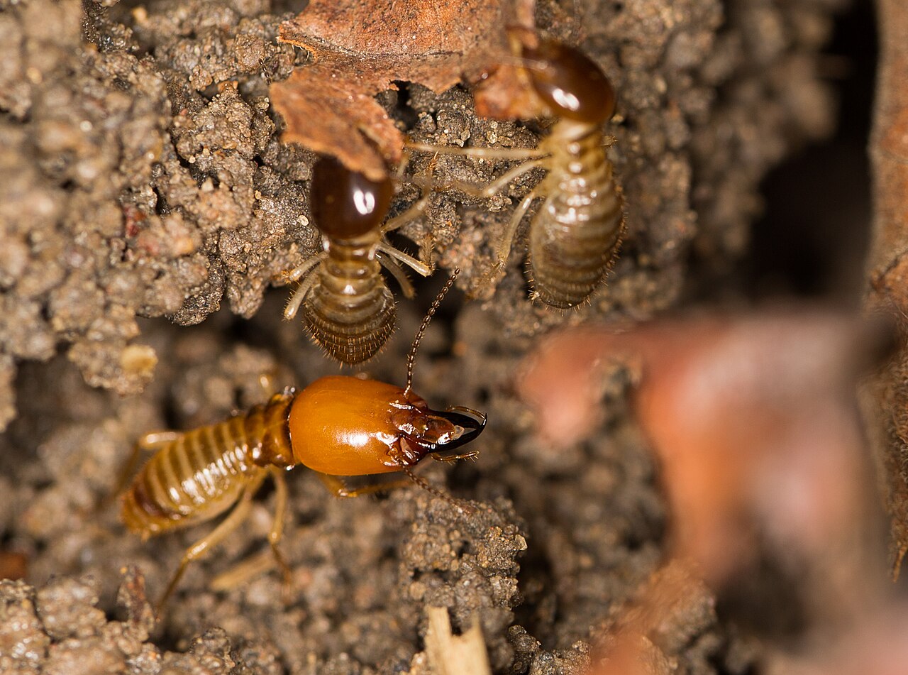 Macrotermes bellicosus reference