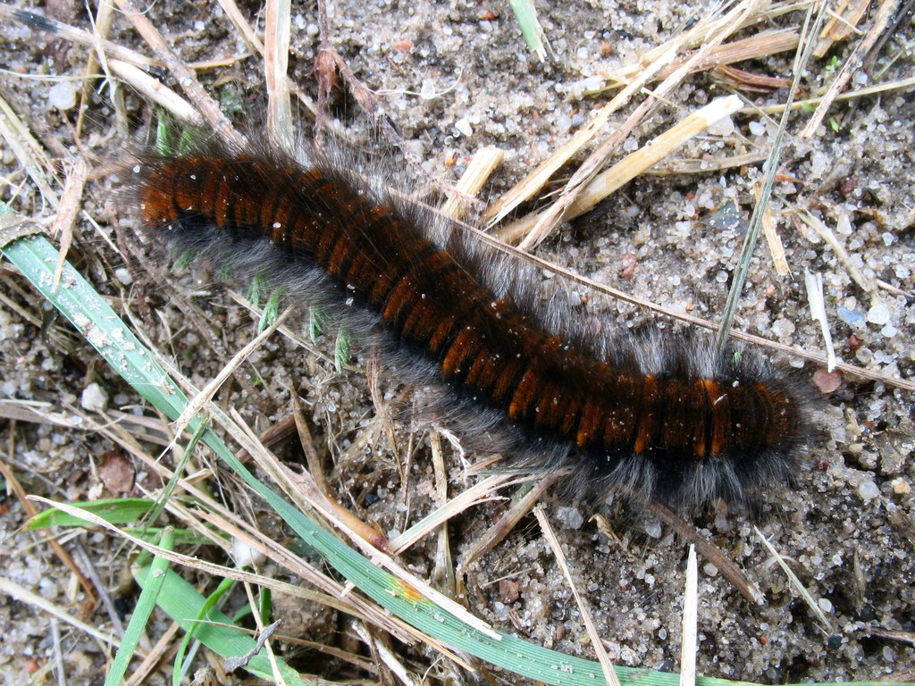 Fox Moth reference
