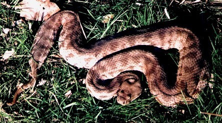 Levantine Viper reference