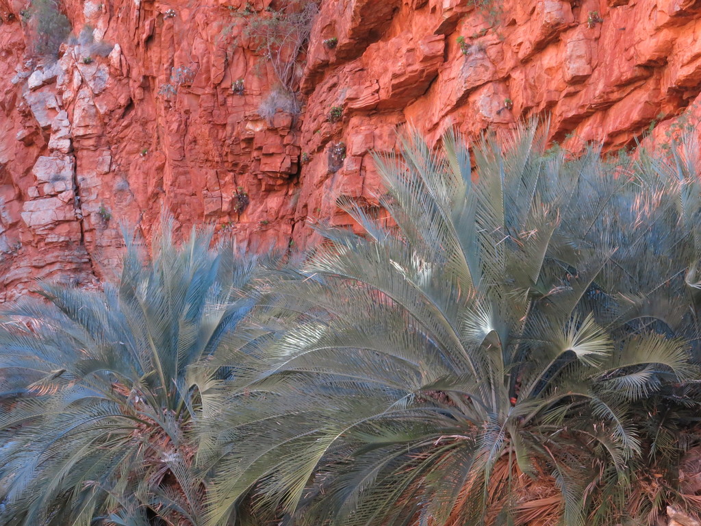 MacDonnell Ranges Cycad reference