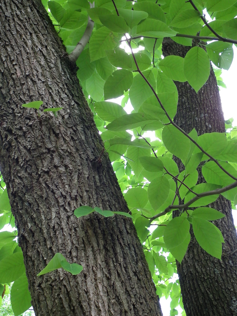 Cucumber-tree reference
