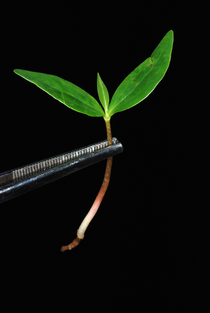 Southern Magnolia reference