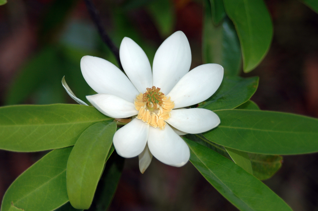 Sweetbay Magnolia reference