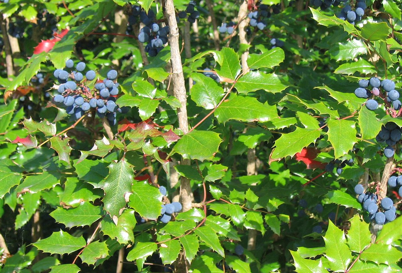 Mahonia aquifolium reference