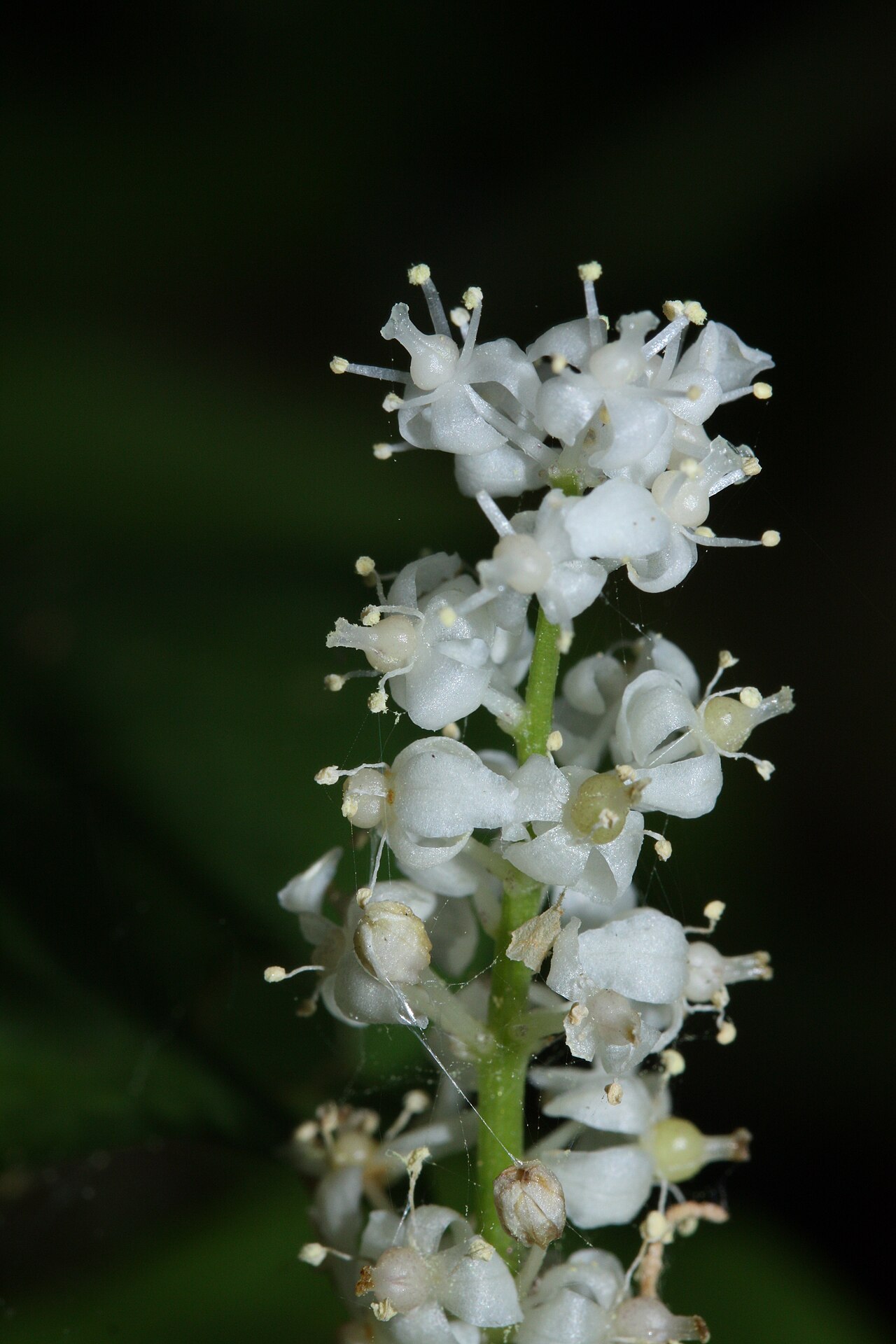 Western Lily of the Valley reference