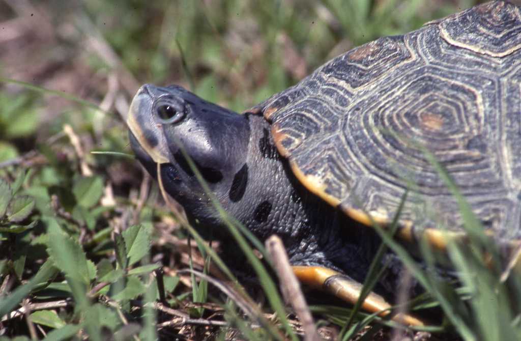 Diamondback Terrapin reference