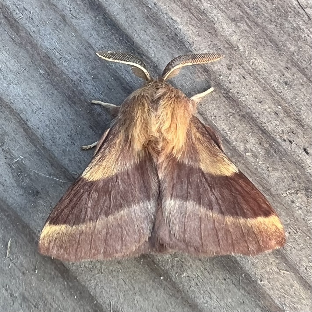 Forest Tent Caterpillar Moth reference