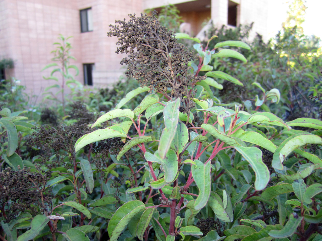 Laurel Sumac reference