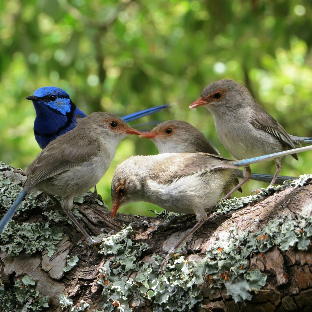 Splendid Fairywren reference