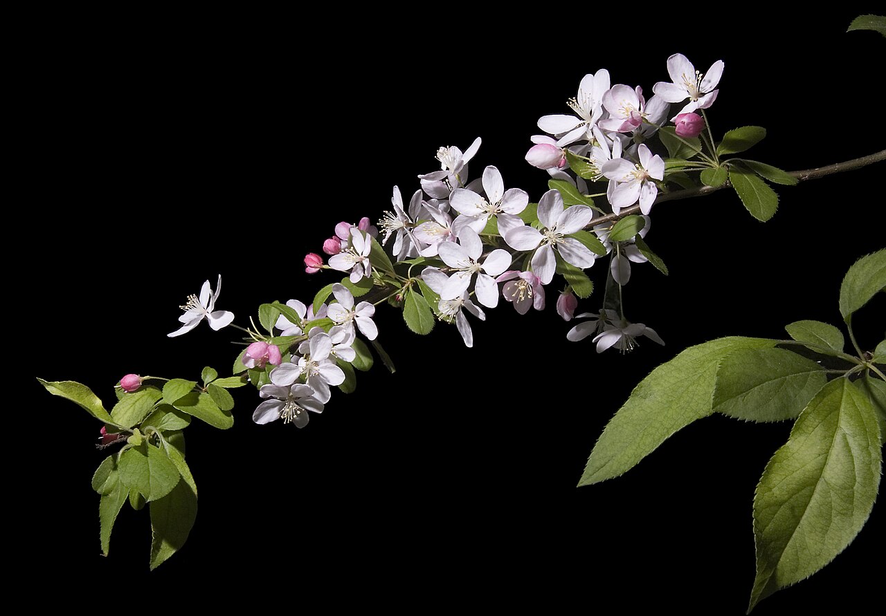 Malus floribunda reference