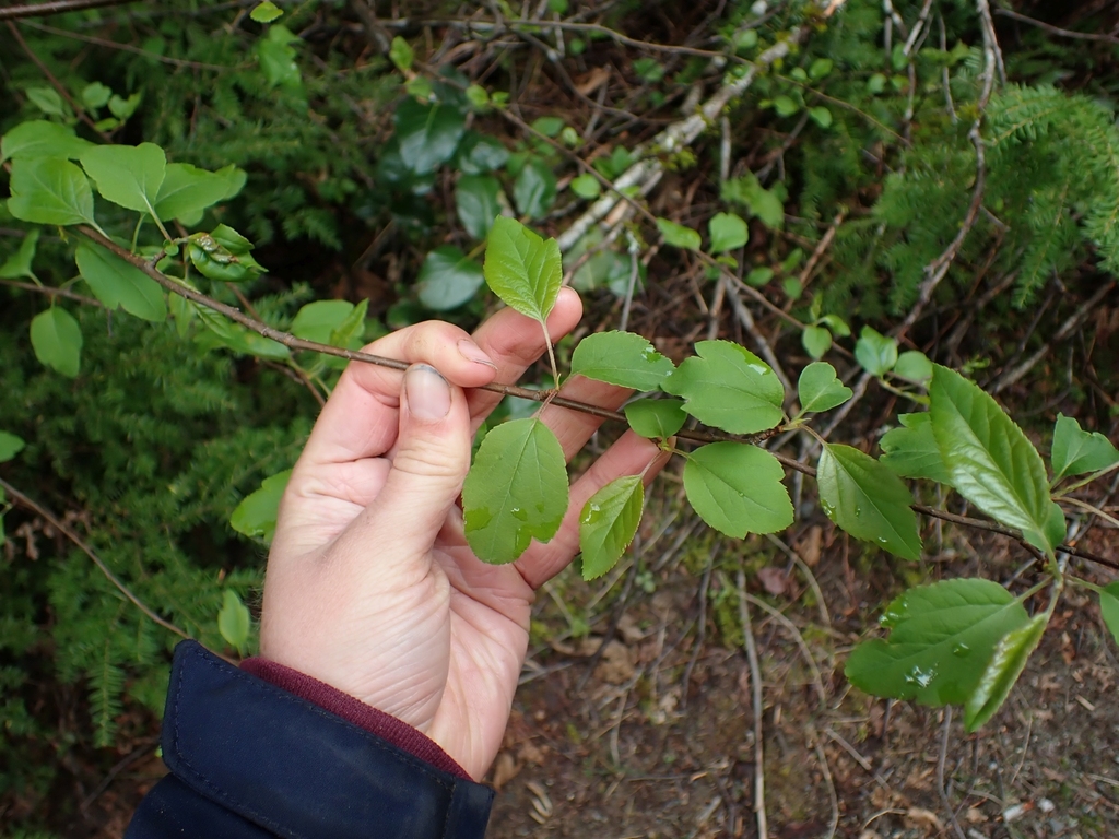 Pacific Crab Apple reference