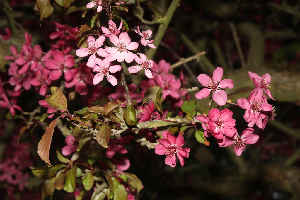 Purple Crabapple reference