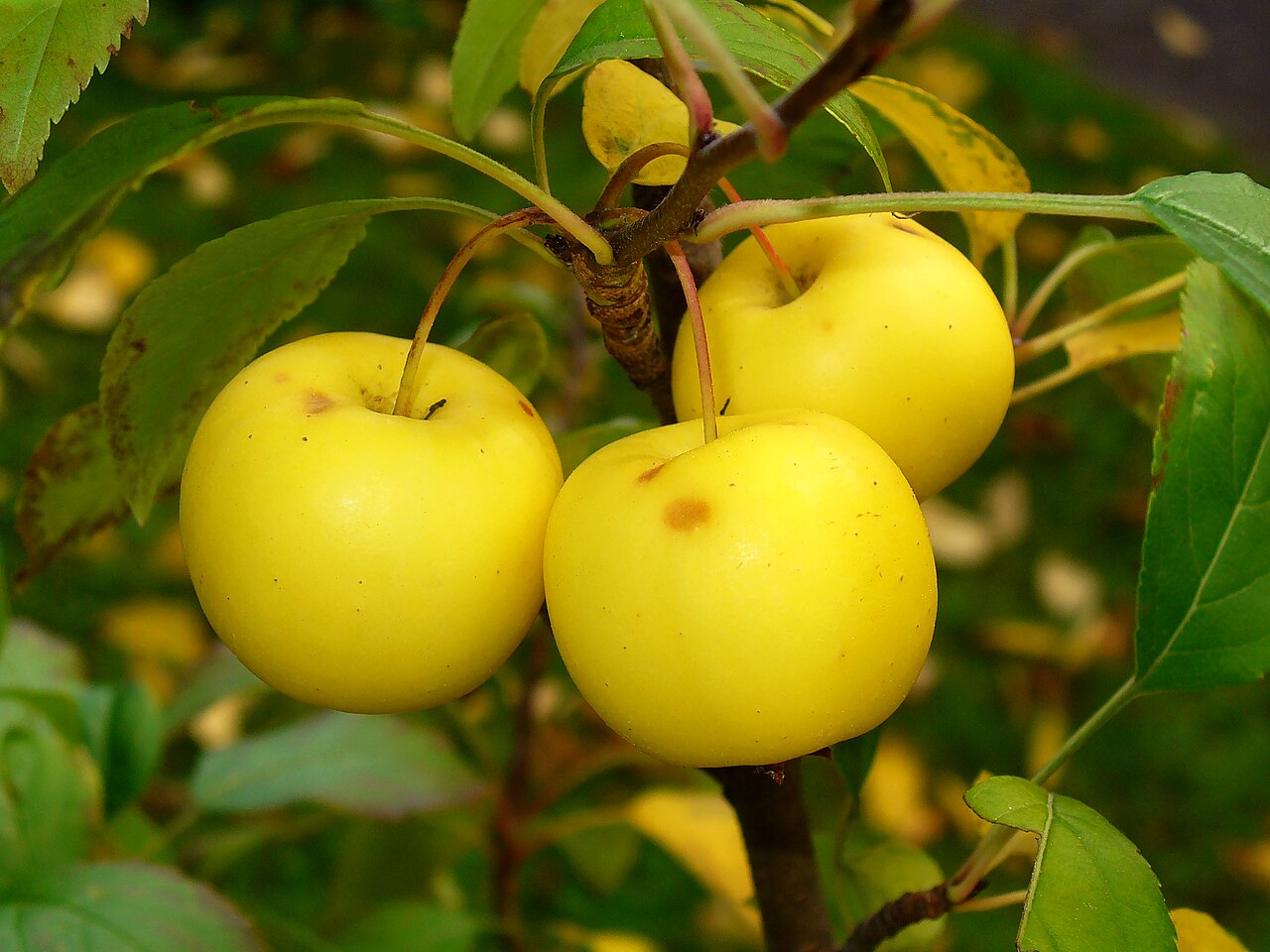 Malus sylvestris reference