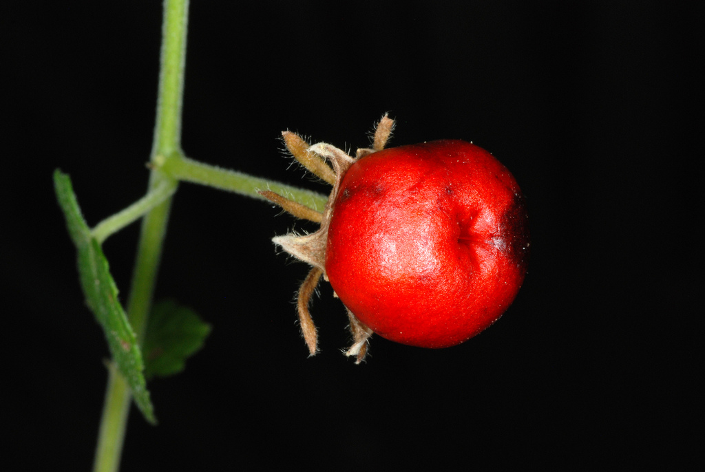 Turk's Cap reference