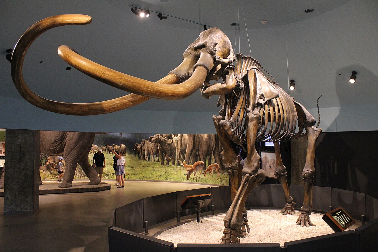 Columbian Mammoth reference