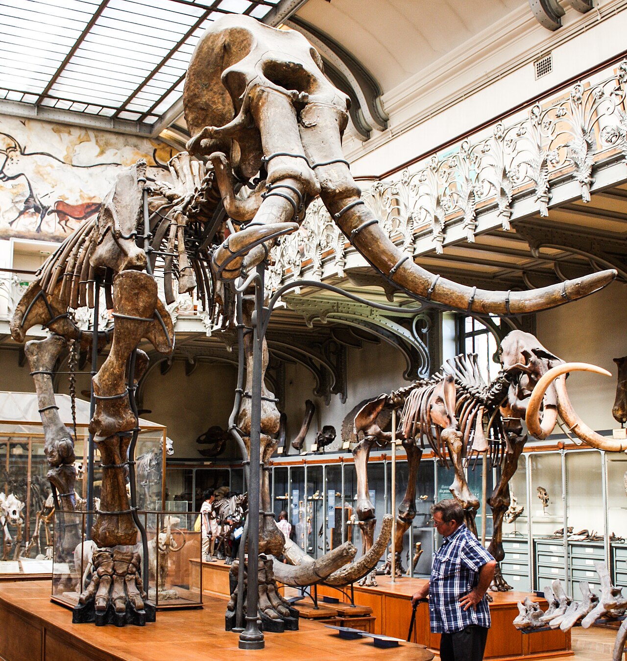 Mammuthus meridionalis reference